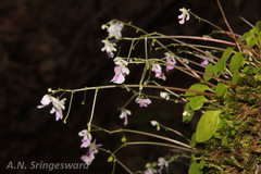 Impatiens agumbeana